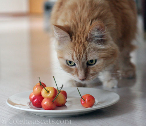 Pia "guarding" the cherries © Colehauscats.com