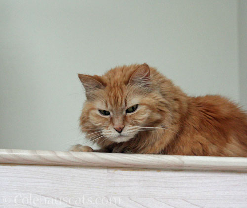 Guard of the Stairs, May 2024 © Colehauscats.com