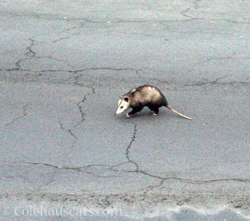 Opossum visitor, June 2024 © Colehauscats.com