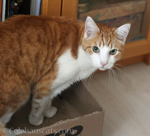 Quint and his box © Colehauscats.com