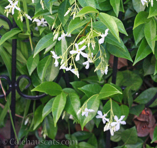 Star Jasmine, 2024 © Colehauscats.com