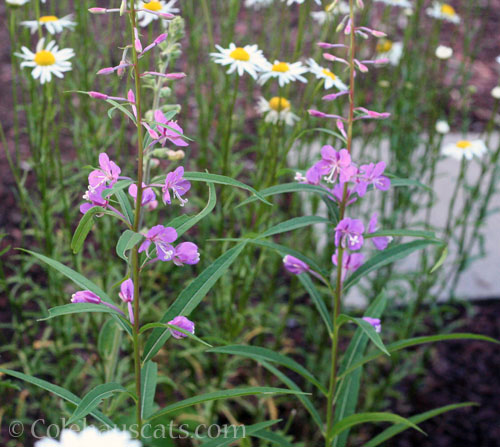 Wild Phlox and daisies, 2024 © Colehauscats.com