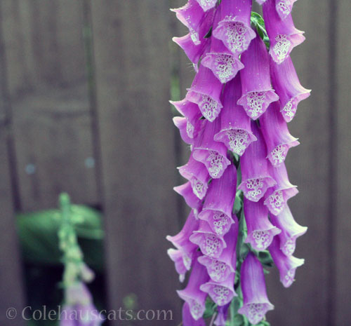 Wild Foxglove, 2024 © Colehauscats.com