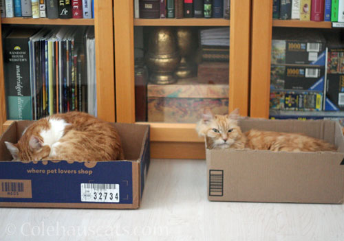 Quint and Pia in their own boxes © Colehauscats.com