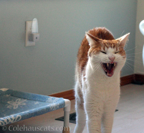 Quint, growling or singing? © Colehauscats.com