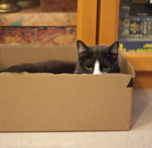 Tessa's Box © Colehauscats.com