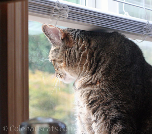 Viola window gazing © Colehauscats.com