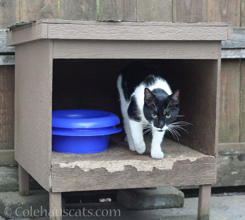 Visiting neighborhood cat Blueberry © Colehauscats.com