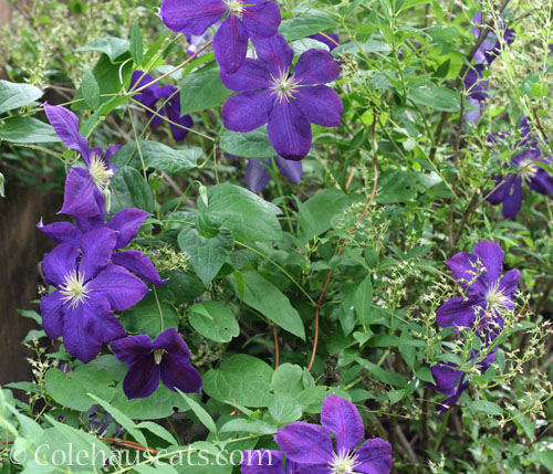 Clematis Jackmanii, 2024 © Colehauscats.com