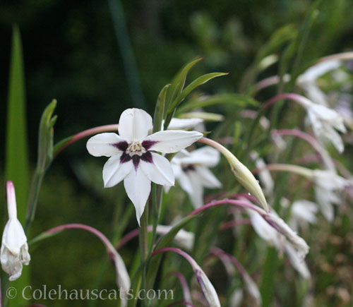 White Gladiolus, 2024 © Colehauscats.com