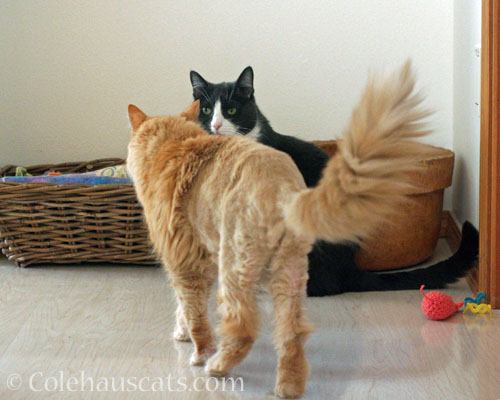 Someone's guarding the toys © Colehauscats.com