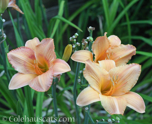 The last peach daylilies, 2024 © Colehauscats.com