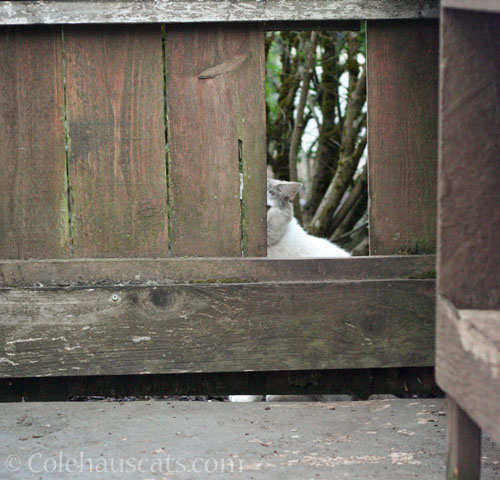 Neighborhood visitor Lloyd, August 2024 © Colehauscats.com