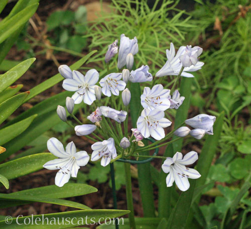 Dwarf Nile Lily, 2024 © Colehauscats.com