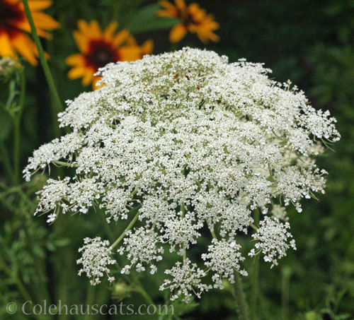 Wild Queen Anne's Lace, 2024 © Colehauscats.com