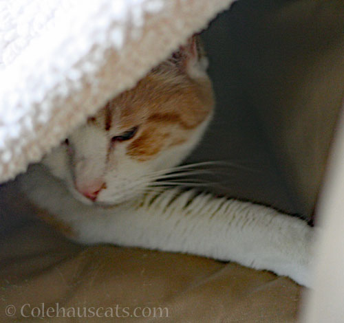 Quint's summer fort © Colehauscats.com