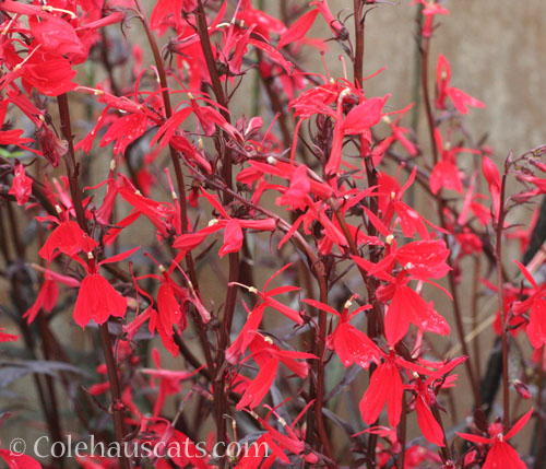 Lobelia Cardinal Flower, 2024 © Colehauscats.com