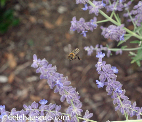 Russian Sage and bee, 2024 © Colehauscats.com