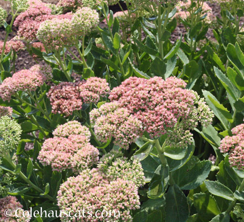 Sedum, Autumn Joy, 2024 © Colehauscats.com