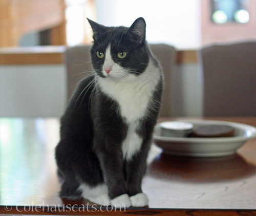 Tessa on forbidden table © Colehauscats.com