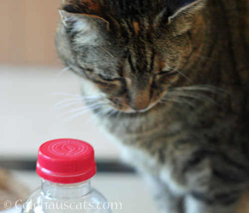 Viola vs Water Bottle © Colehauscats.com