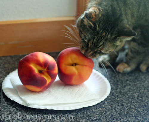 Viola tests the summer peaches © Colehauscats.com