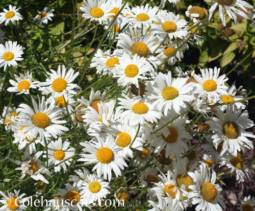 Wild daisies from seed, 2024 © Colehauscats.com