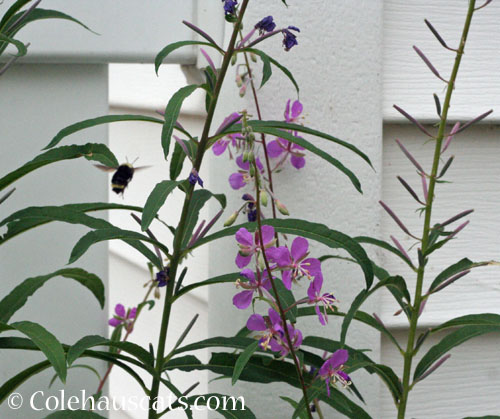 More wild Phlox with Bumblebee, 2024 © Colehauscats.com