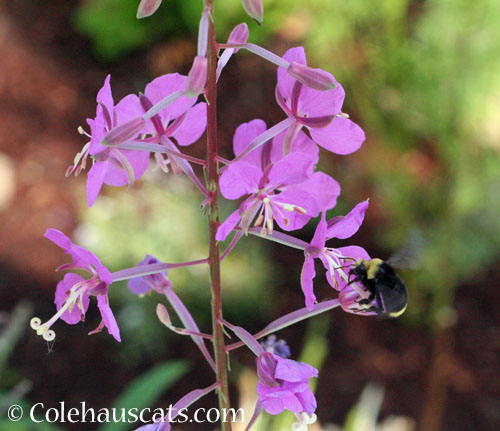 Wild Phlox with bumblebee, 2024 © Colehauscats.com