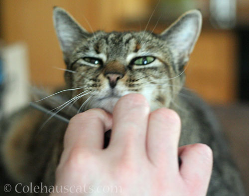 Under chin brushies © Colehauscats.com