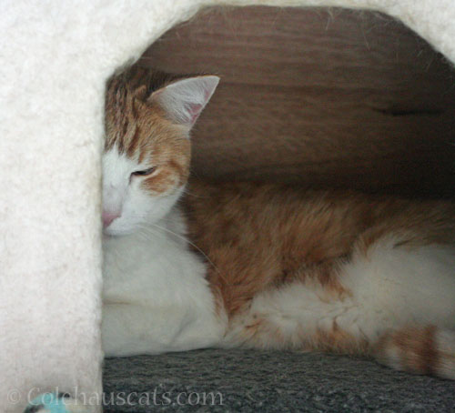 Quint napping in the tower © Colehauscats.com