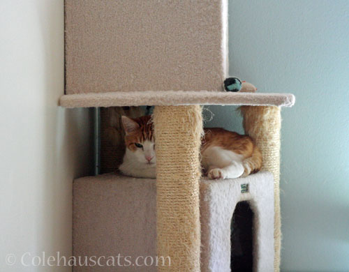 Quint's new fort? © Colehauscats.com