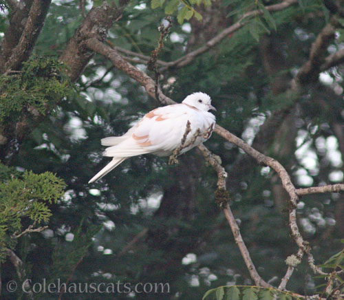 Visiting dove © Colehauscats.com