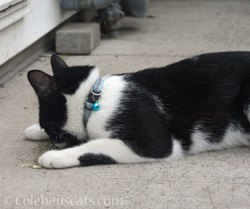 Neighborhood cat Blueberry, October 2024 © Colehauscats.com