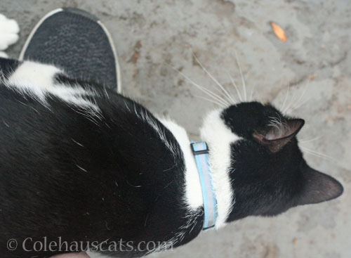 Blueberry decides Mom's shoes are okay, October 2024 © Colehauscats.com