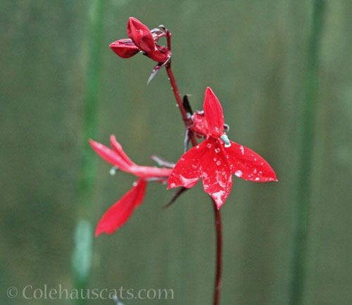 Cardinal Lobelia, October 2024 © Colehauscats.com