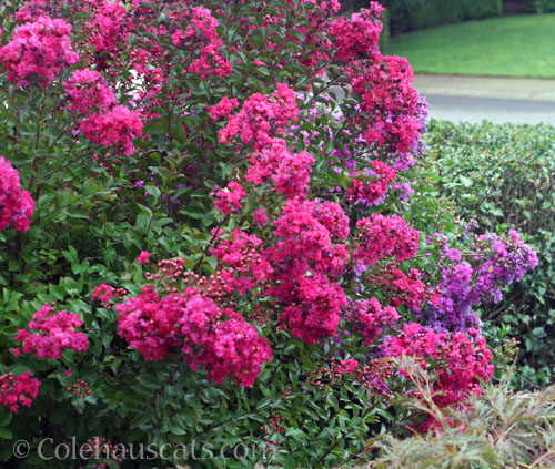 Dwarf crepe myrtle, October 2024 © Colehauscats.com