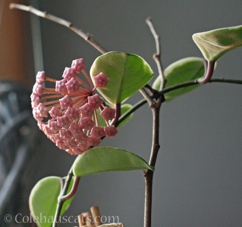 Hoya blooming again, October 2024 © Colehauscats.com