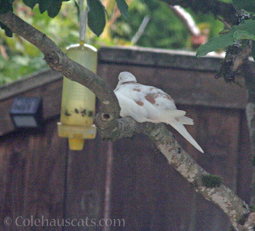 Last visit of the White/Tan dove, October 2024 © Colehauscats.com