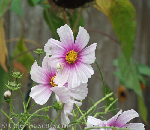 Pink/White Cosmos with white spider friend, October 2024 © Colehauscats.com