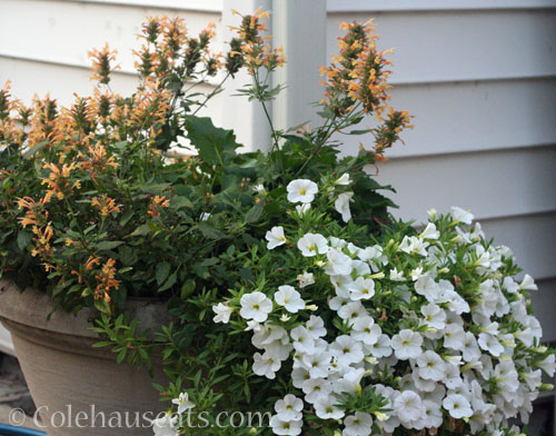 Apricot Salvia with mini petunias, October 2024 © Colehauscats.com