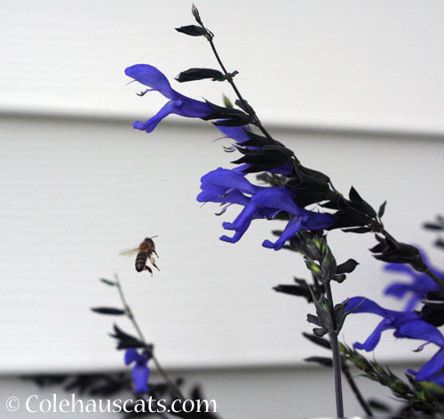 Salvia Black and Blue with bee friend, October 2024 © Colehauscats.com