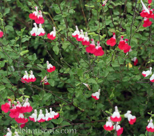 Salvia Hot Lips, October 2024 © Colehauscats.com