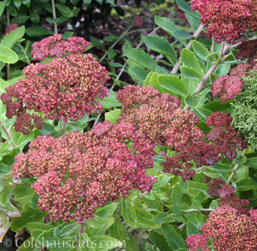 Sedum Autumn Joy, October 2024 © Colehauscats.com