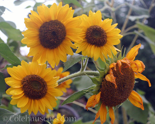 7 foot tall sunflowers, October 2024 © Colehauscats.com