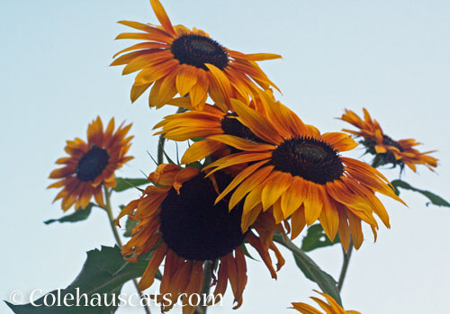 11 foot tall sunflowers, October 2024 © Colehauscats.com