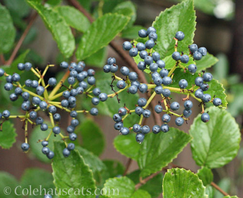 Viburnum berries. October 2024 © Colehauscats.com