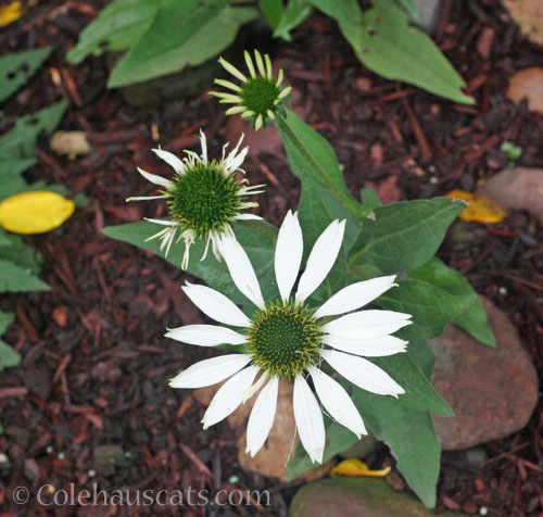 White Coneflower, October 2024 © Colehauscats.com