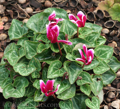 Mom's Cyclamen, pre-Winter 2024 © Colehauscats.com