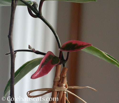 New burgundy leaves on the Hoya, 2024 © Colehauscats.com